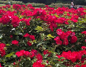 24 Vondelpark Rozenperk 24 Rosa Cera