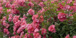 3 Vondelpark Rozenperk3 Rosa Amtelveen