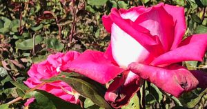 32 Vondelpark Rozenperk 32 Rosa Acapella