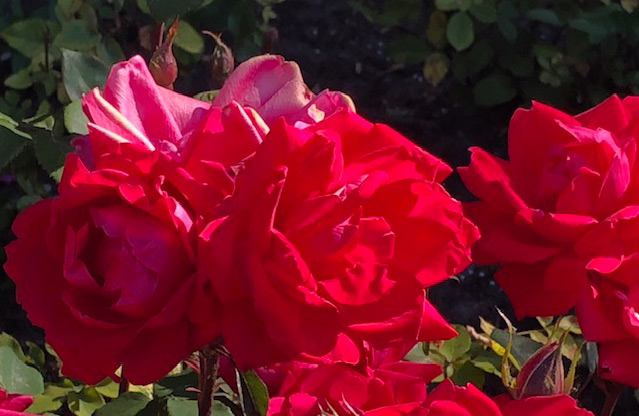 37 Vondelpark Rozenperk 37 Rosa Doubele Knock Out