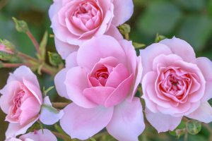 4 Vondelpark Rozenperk 4 Rosa Bonica
