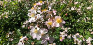 46-Vondelpark-rosarium-rozenperk-rosa-Janny-Vlietstra