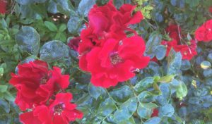 47-Vondelpark-Rosarium-rozenperk47-rosa-Alpengluehen