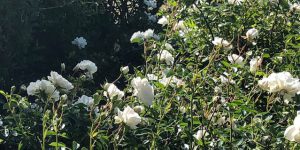 49 Vondelpark Rozenperk 49 Rosa Snow Ballet