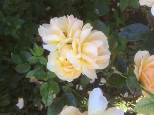 51-Vondelpark-Rosarium-rozenperk-51-Rosa-Hansestadt-Rohstock