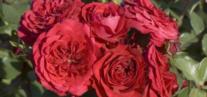 56 Vondelpark Rozenperk 56 Rosa Rouge Meilove