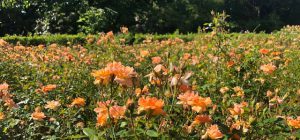 64 Vondelpark Rozenperk 64 Rosa Suntan