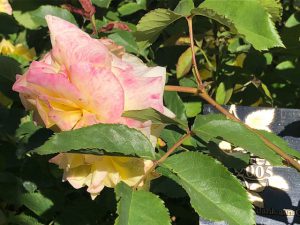 Sterntaler Rosa