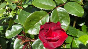 Vondelpark Rosarim Rozenperk 6 So Pretty