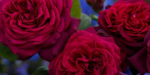 39 Vondelpark Rosarium Rozenperk Grafin Diana